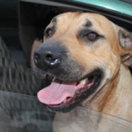 cdog